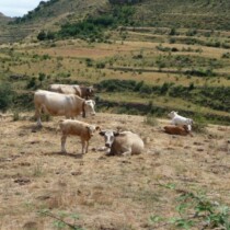 Vacas de Mirambel