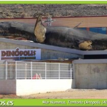 mar numuus. dinopolis