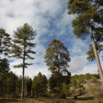 Cañada del hoyo – Las Torcas (ruta Teruel-Cuenca en btt)