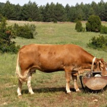 Vacas en el camino
