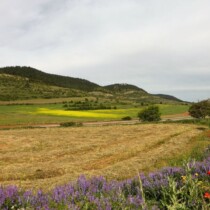 Paisaje con flores